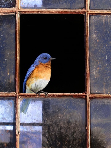 Bluebird Window