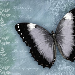 Butterfly Notes X