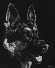 Canine Scratchboard I