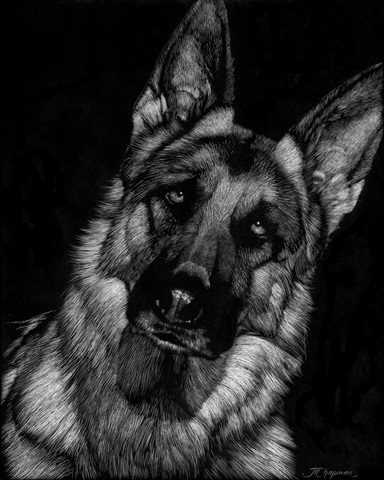 Canine Scratchboard II