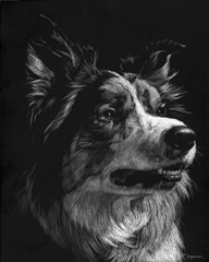 Canine Scratchboard IV