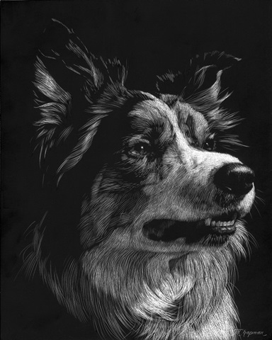 Canine Scratchboard IV
