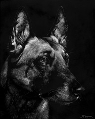 Canine Scratchboard V