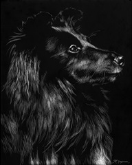 Canine Scratchboard VI