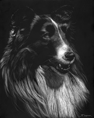 Canine Scratchboard VII