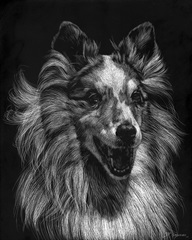 Canine Scratchboard VIII