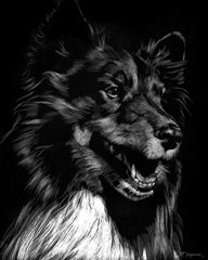 Canine Scratchboard X