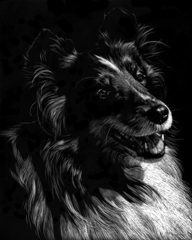Canine Scratchboard XI