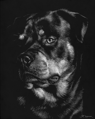 Canine Scratchboard XII