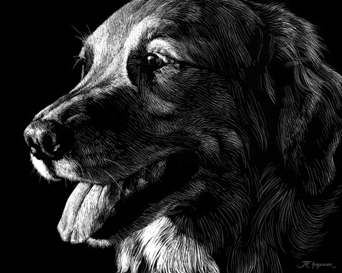Canine Scratchboard XIV