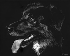 Canine Scratchboard XIV