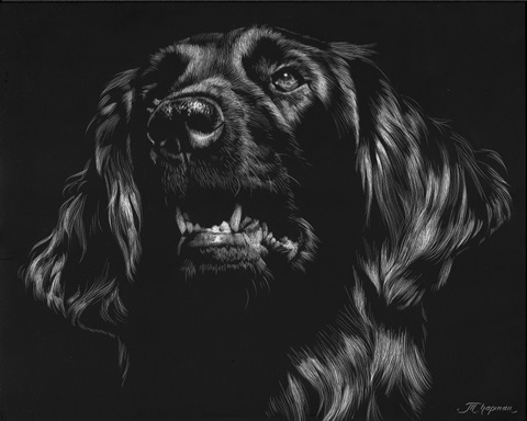 Canine Scratchboard XV