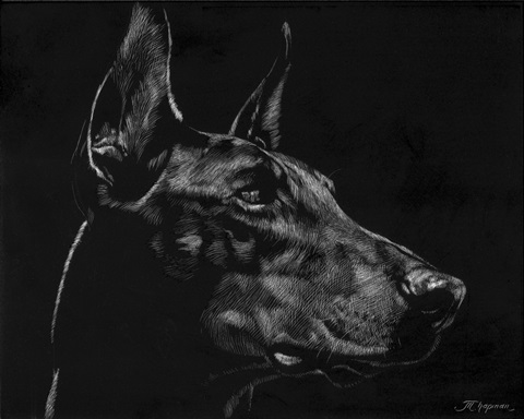 Canine Scratchboard XVI