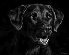 Canine Scratchboard XVII