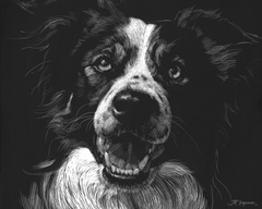 Canine Scratchboard XVIII