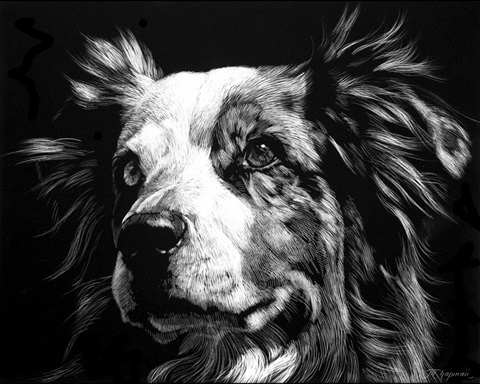 Canine Scratchboard XX