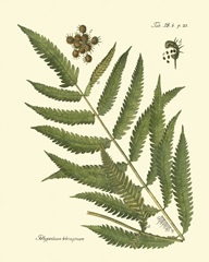 Antique Fern II