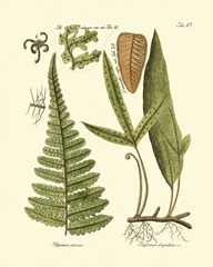 Antique Fern IV