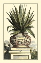 Antique Munting Aloe I