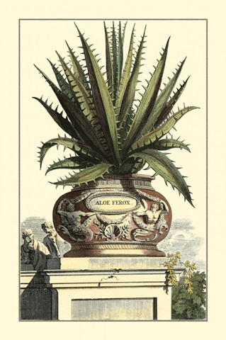 Antique Munting Aloe I