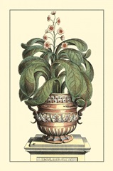 Antique Munting Aloe II