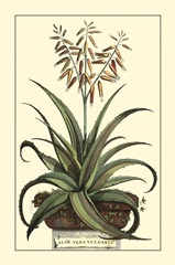 Antique Munting Aloe III