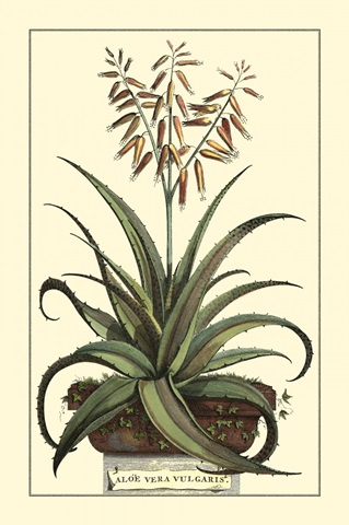 Antique Munting Aloe III