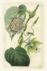 Antique Passionflower I