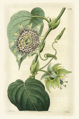 Antique Passionflower I