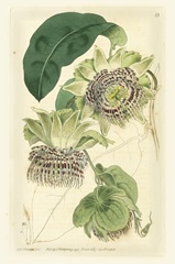 Antique Passionflower II