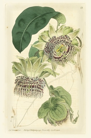 Antique Passionflower II