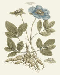 Bashful Blue Florals I