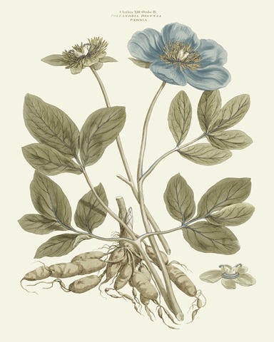 Bashful Blue Florals I