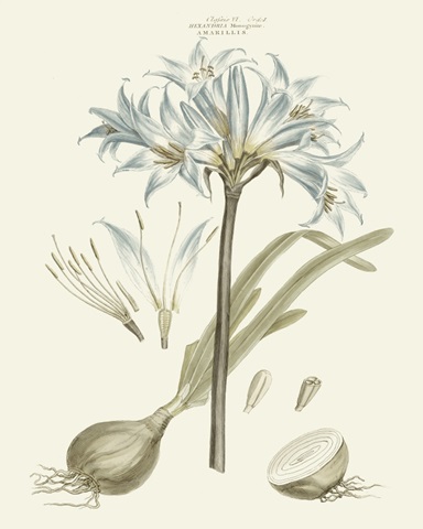 Bashful Blue Florals II