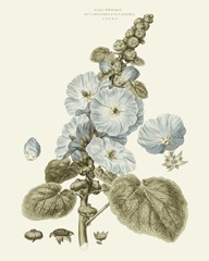 Bashful Blue Florals IV