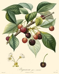 Bessa Cherries