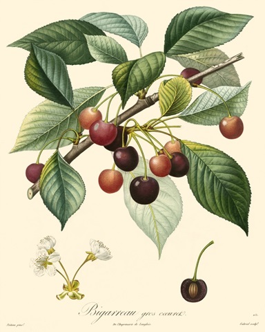 Bessa Cherries