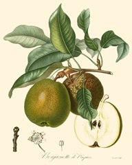 Bessa Pears