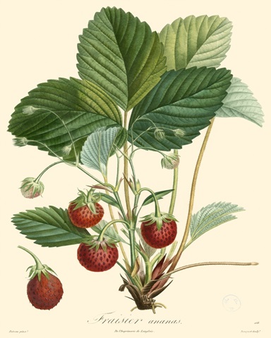 Bessa Strawberries