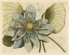 Blue Lotus Flower I