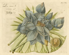 Blue Lotus Flower II