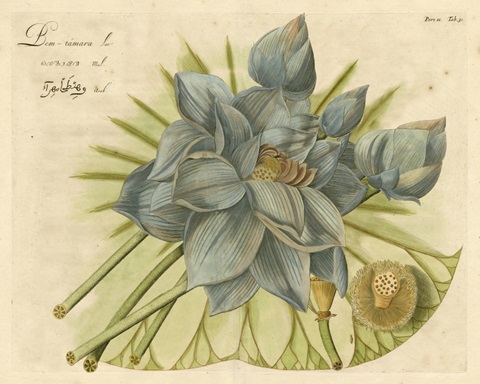 Blue Lotus Flower II