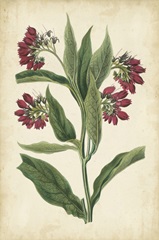 Botanical Display IV