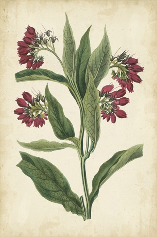 Botanical Display IV