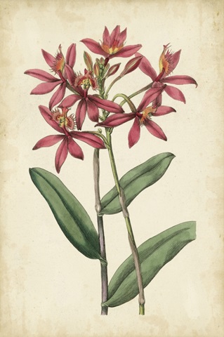 Botanical Display VI