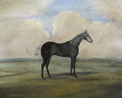 The Kicker, A Steel Grey Racehorse