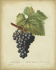 Antique Bessa Grapes I