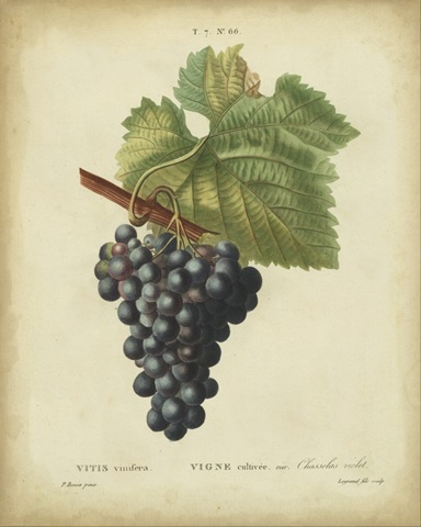 Antique Bessa Grapes I
