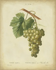 Antique Bessa Grapes II