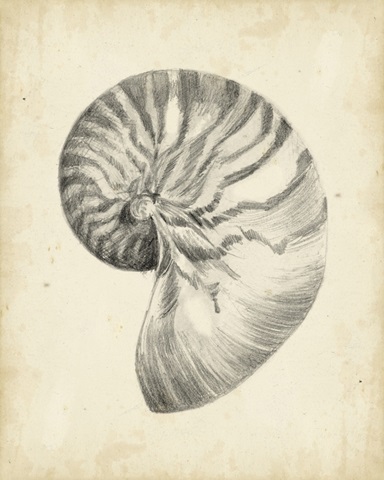 Antique Shell Study I